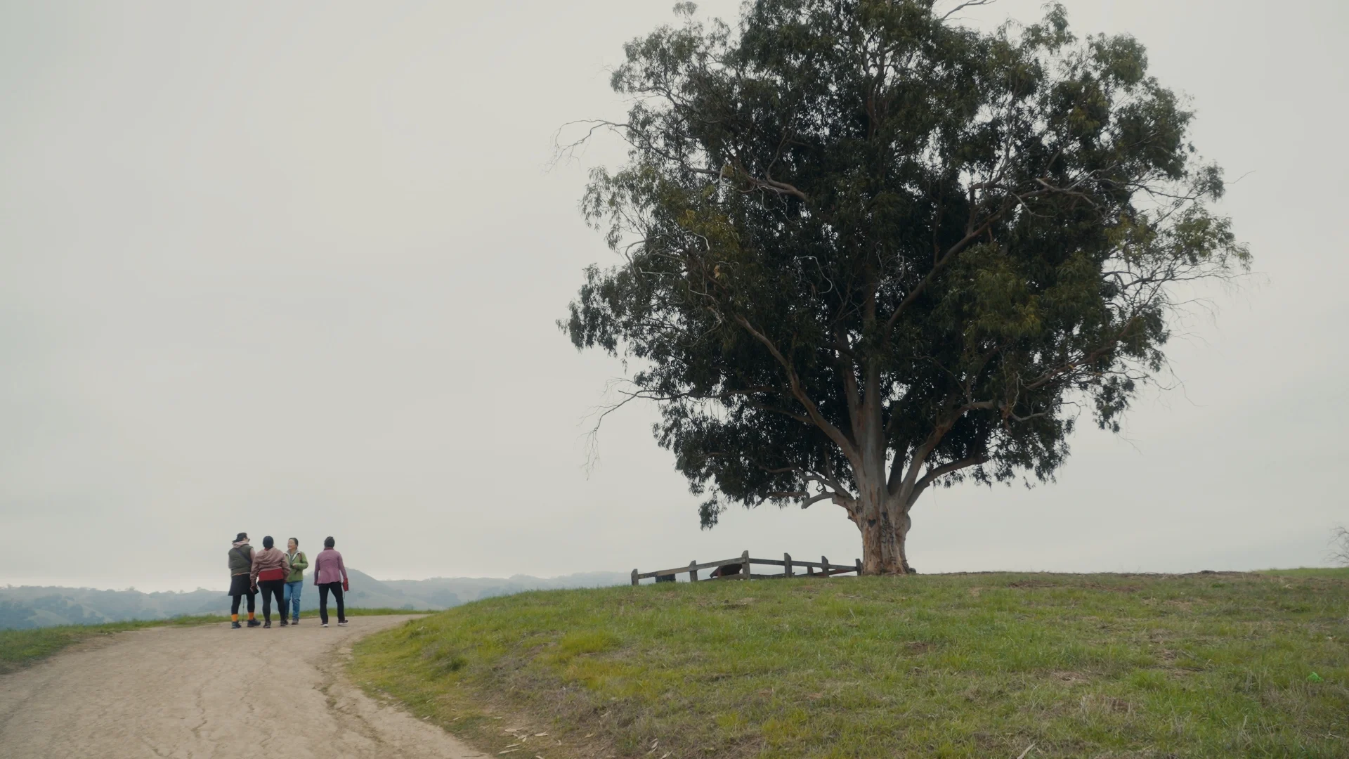 still shot from WHEN ARE YOU COMING HOME? a large tree dwarfs a group of women hiking