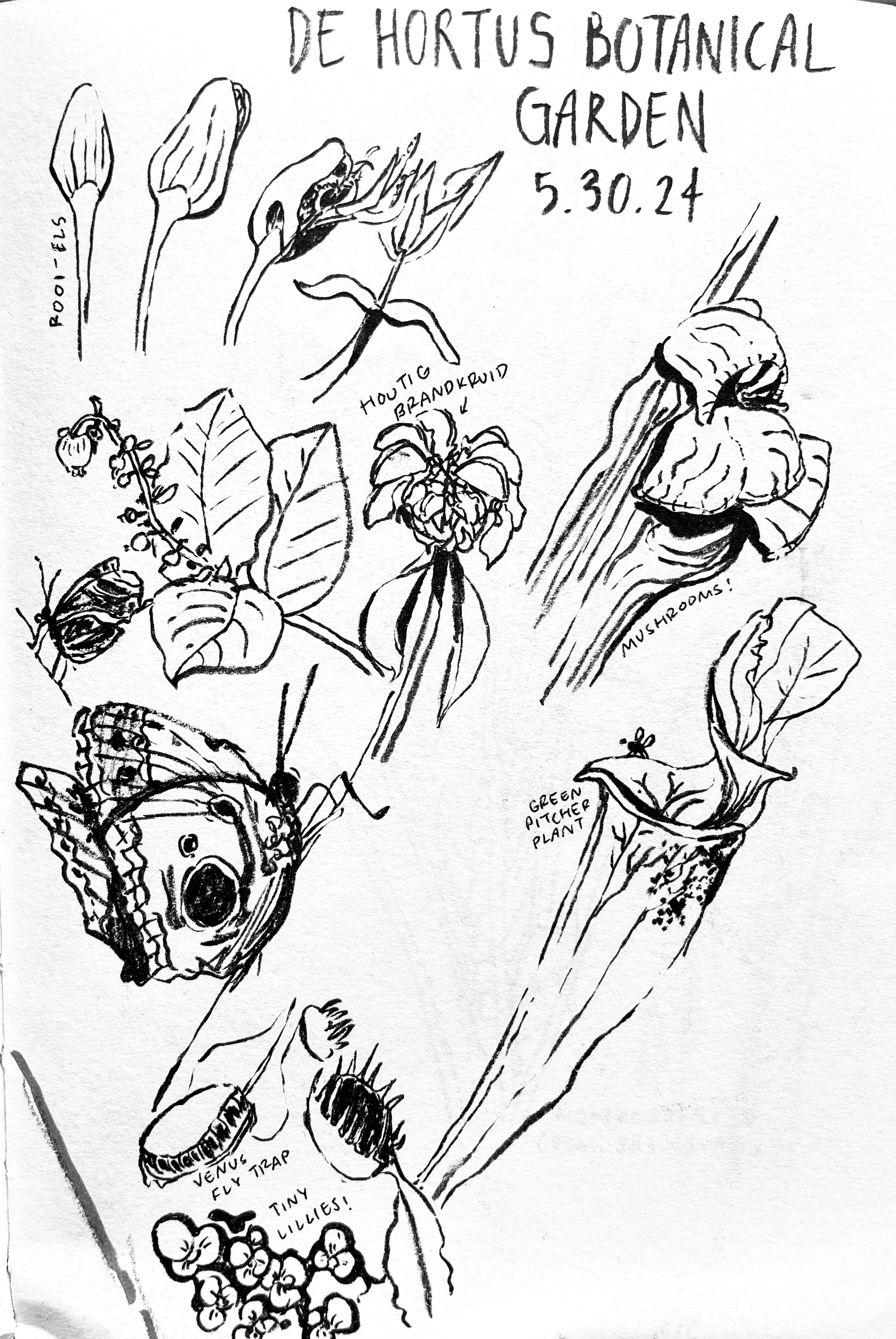 De Hortus Botanical Garden (brush pen, 2024)